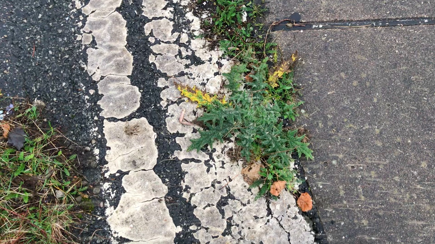 Stepping plants Lisa Friedrichs-Dachale